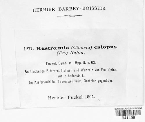 Rutstroemia calopus image